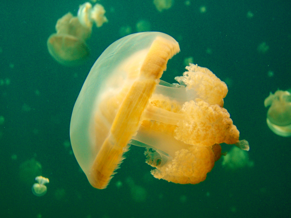 A closer look at the lake's unique subspecies known as the golden jelly (Mastigias papua etpisoni), 