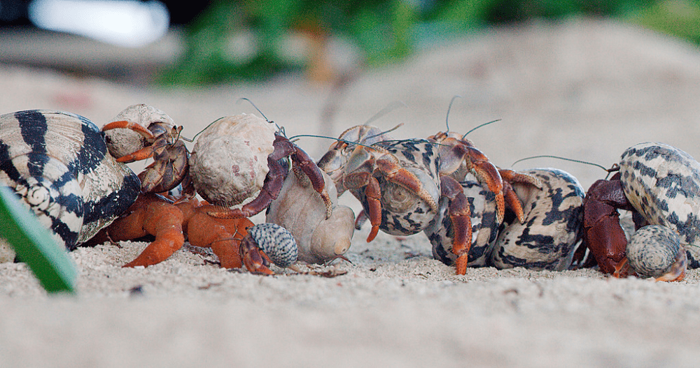 spy in the ocean hermit crab