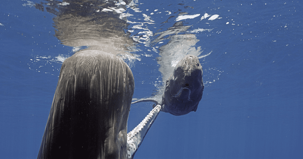 spy in the ocean sperm whale