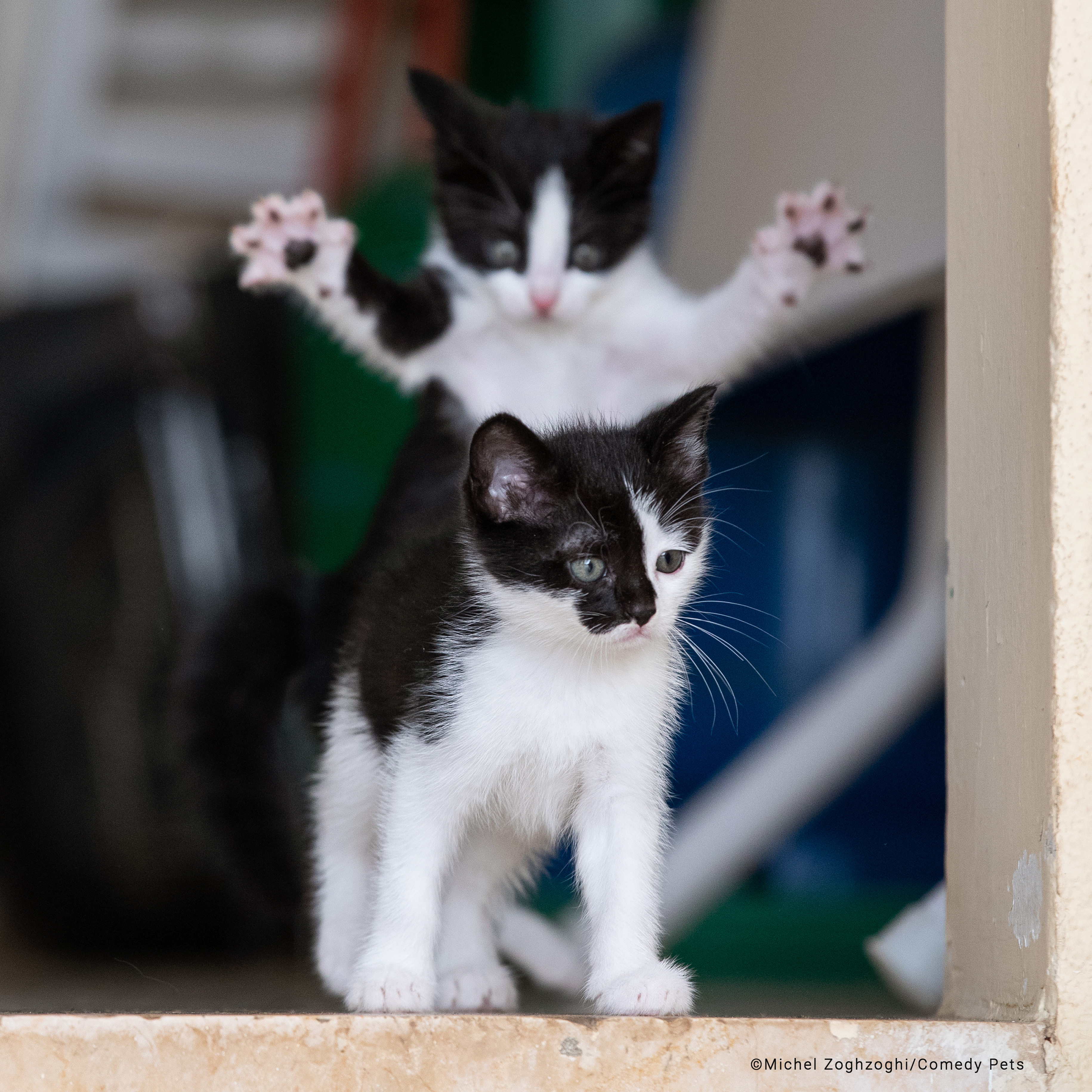 Two black and white kittens with one sneaking up behind the other