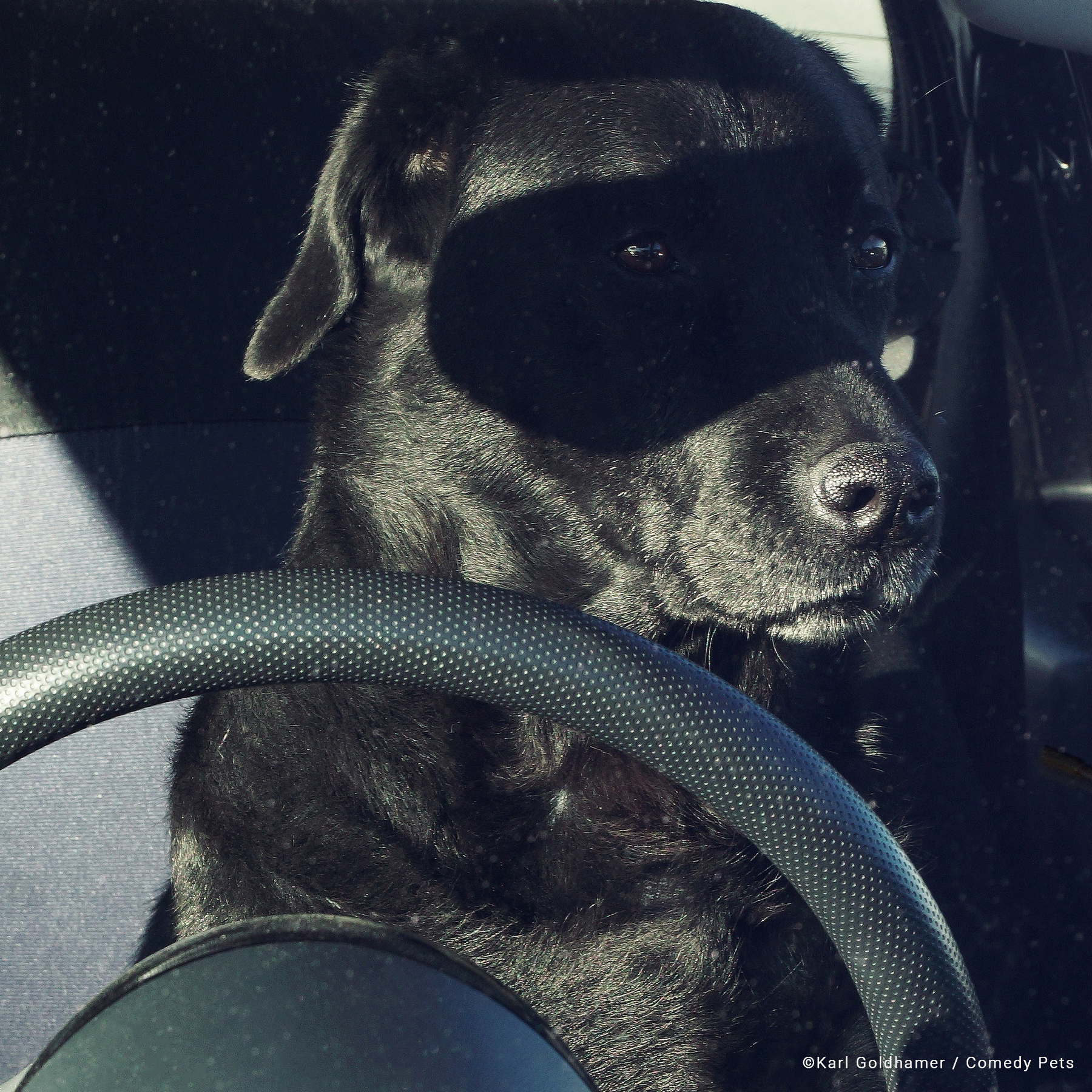 Black labrador at the wheel of a car with shadow across his eyes like Zorro's mask
