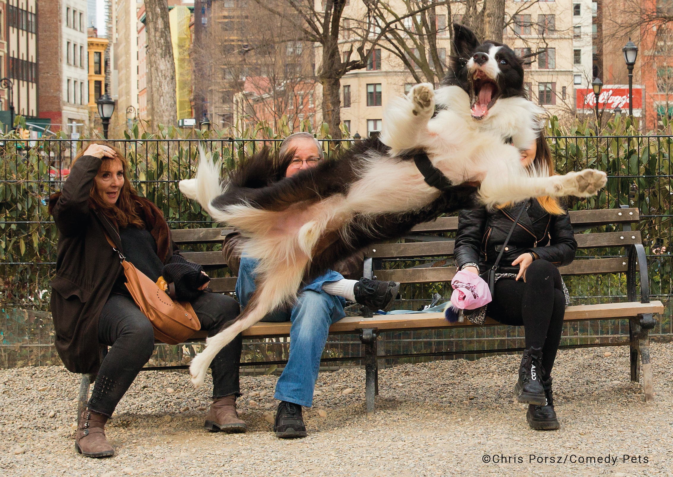Dog jumping into the air in front of three surprised people on a bench.