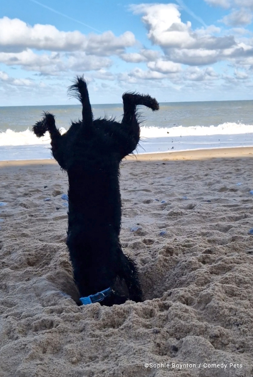 Black dog upside down in a hole on the beach