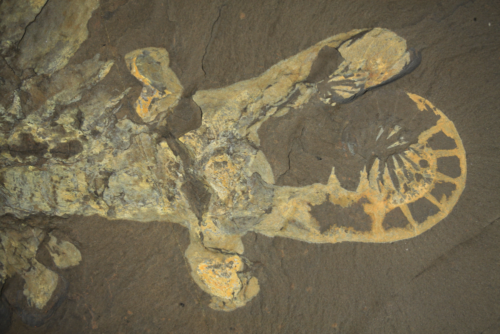 Anomalocaris canadensis fossils