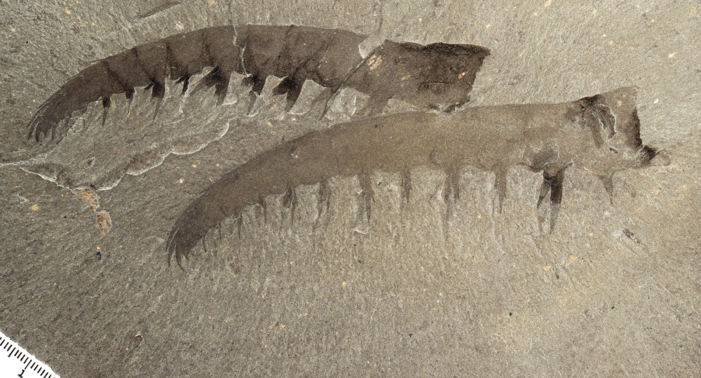 Anomalocaris canadensis fossils