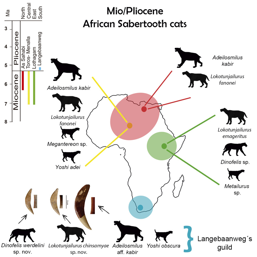 Graphic showing different sabertooth cat species and where they were found in Africa