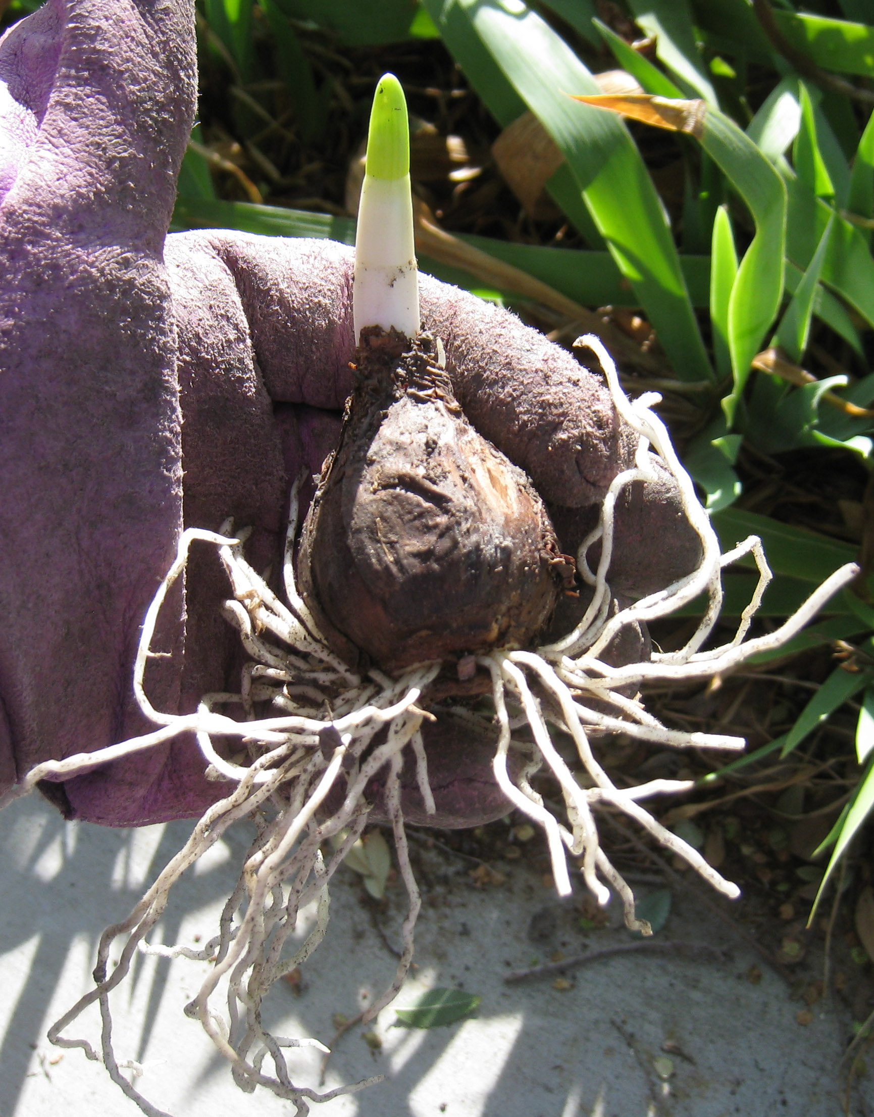 Green leaves emerging from the top of a daffodil bulb