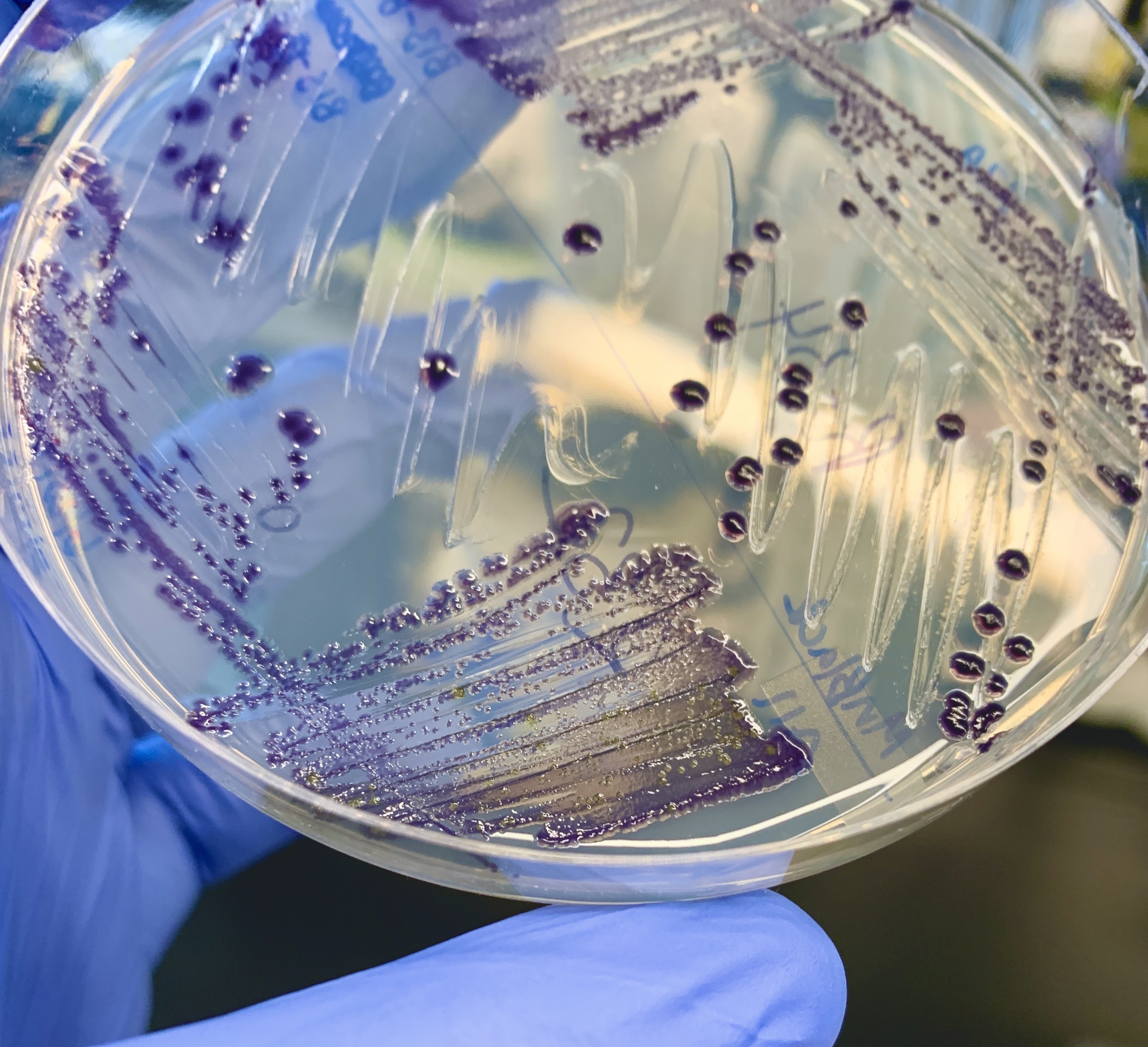 Violacein-producing Massilia bacteria growing on a petri plate.