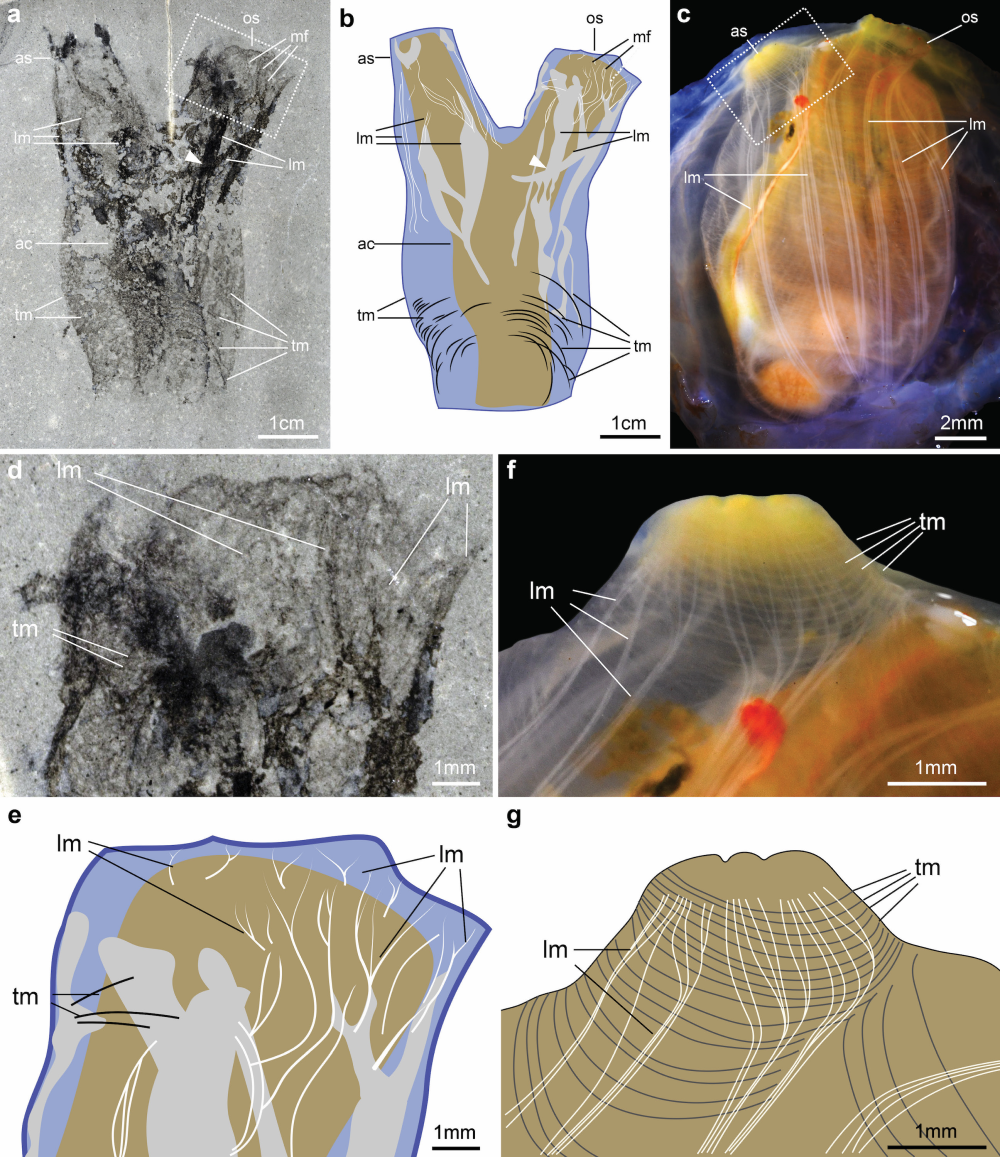 tunicate fossil