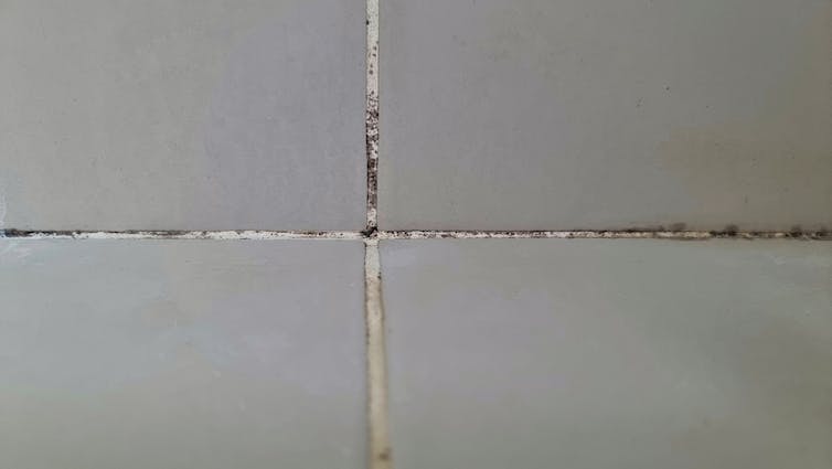 A close-up of white grout between grey tiles with black spots on it