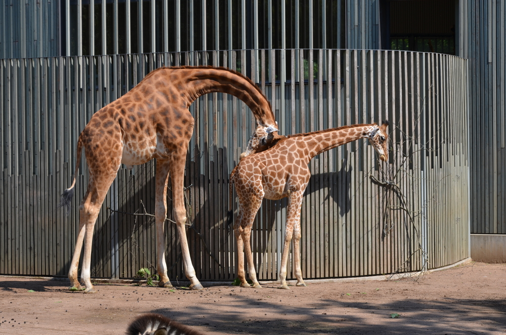 how do giraffes sleep