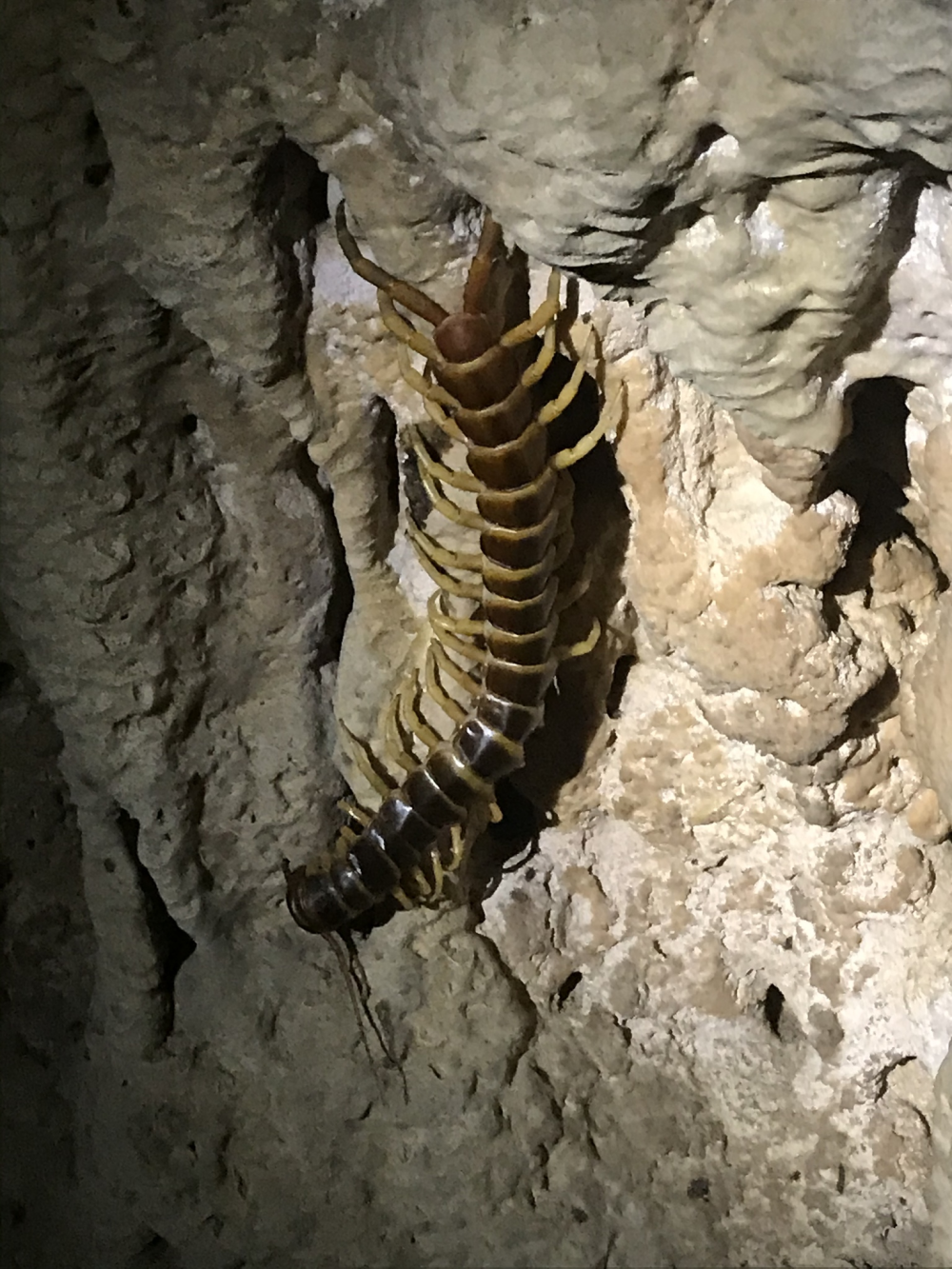 largest centipede