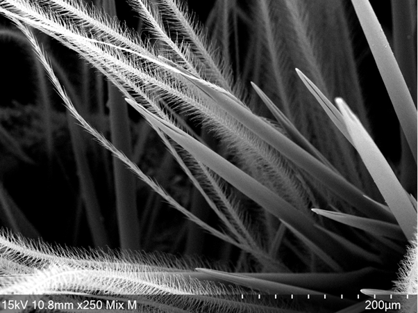 The Megalopyge bristles are harmless, but among them the spines lurk