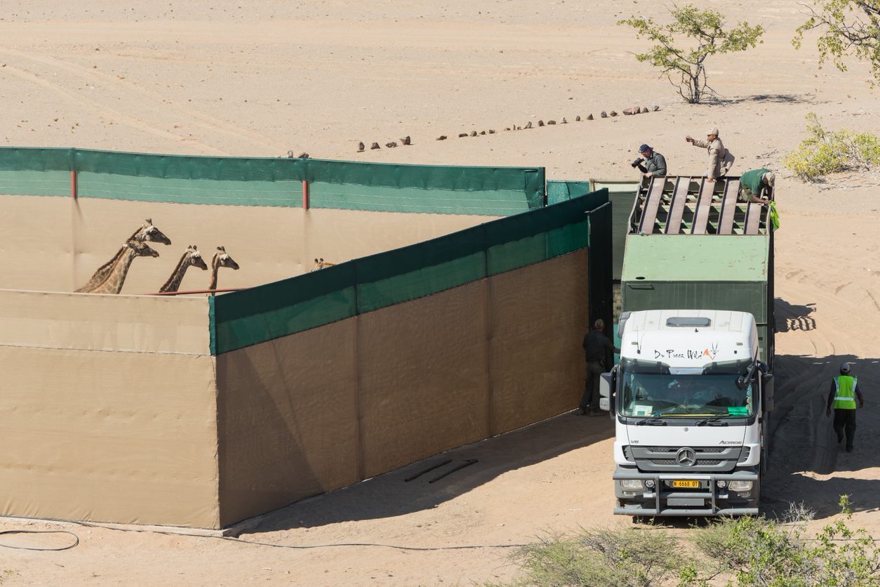 Angolan giraffes chill in a pen just before setting off on their epic journey.