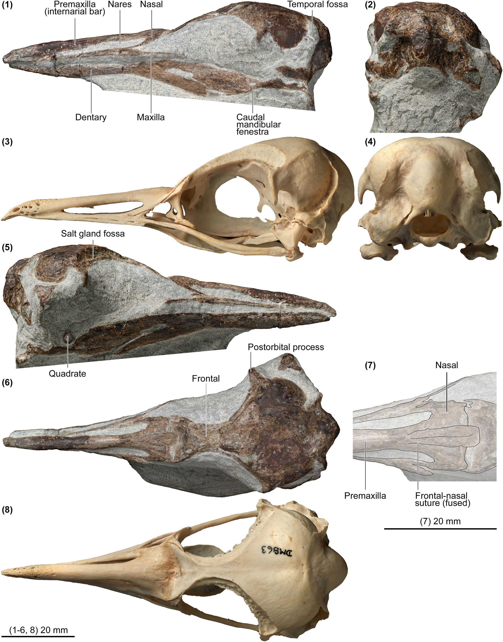 Tiny skulls of the new penguin species Eudyptula wilsonae