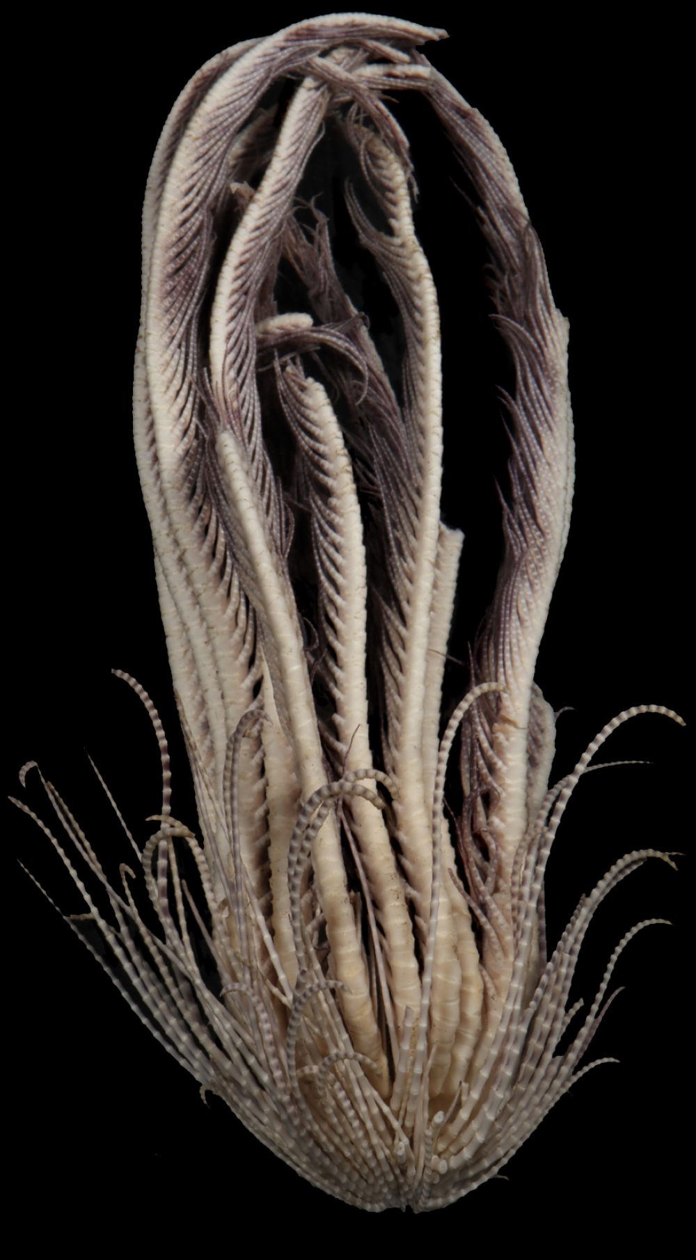 antarctic feather star