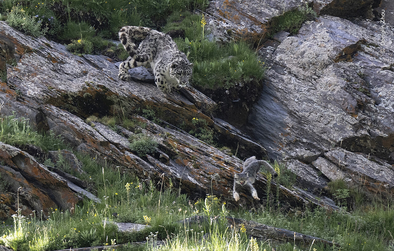 Donglin Zhou witnesses the drama of a snow leopard hunting a Pallas’s cat.