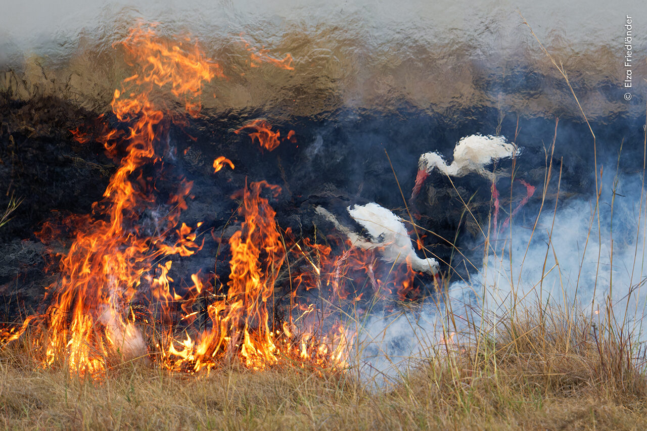 Elza Friedlander shows a pair of white storks in shimmering heat against the burnt ground caused by a controlled fire.