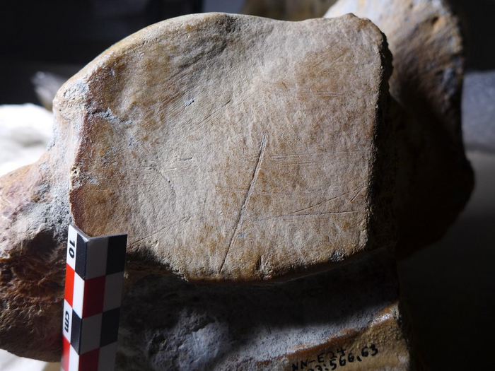 Cut mark on a straight-tusked elephant bone