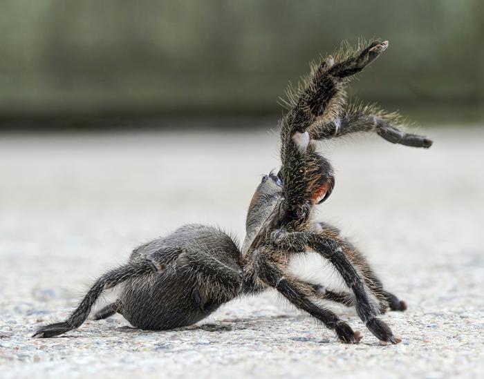 Persian Gold Tarantula