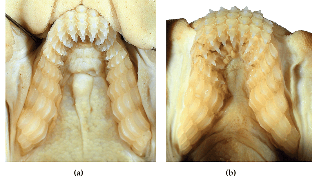 Inside view of the teeth. Rows at the front molars at the back.