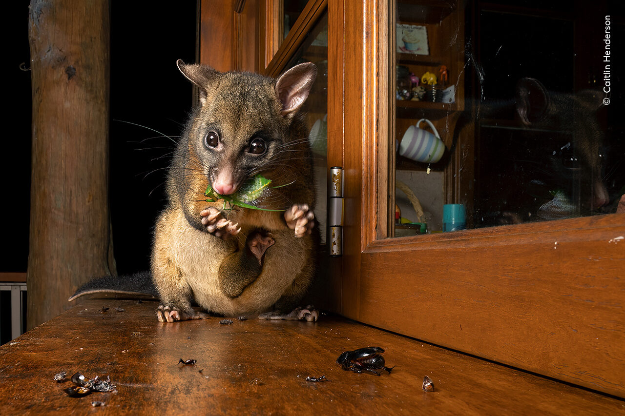 Caitlin Henderson finds an unexpected guest on her balcony as a possum snacks on a large cicada.