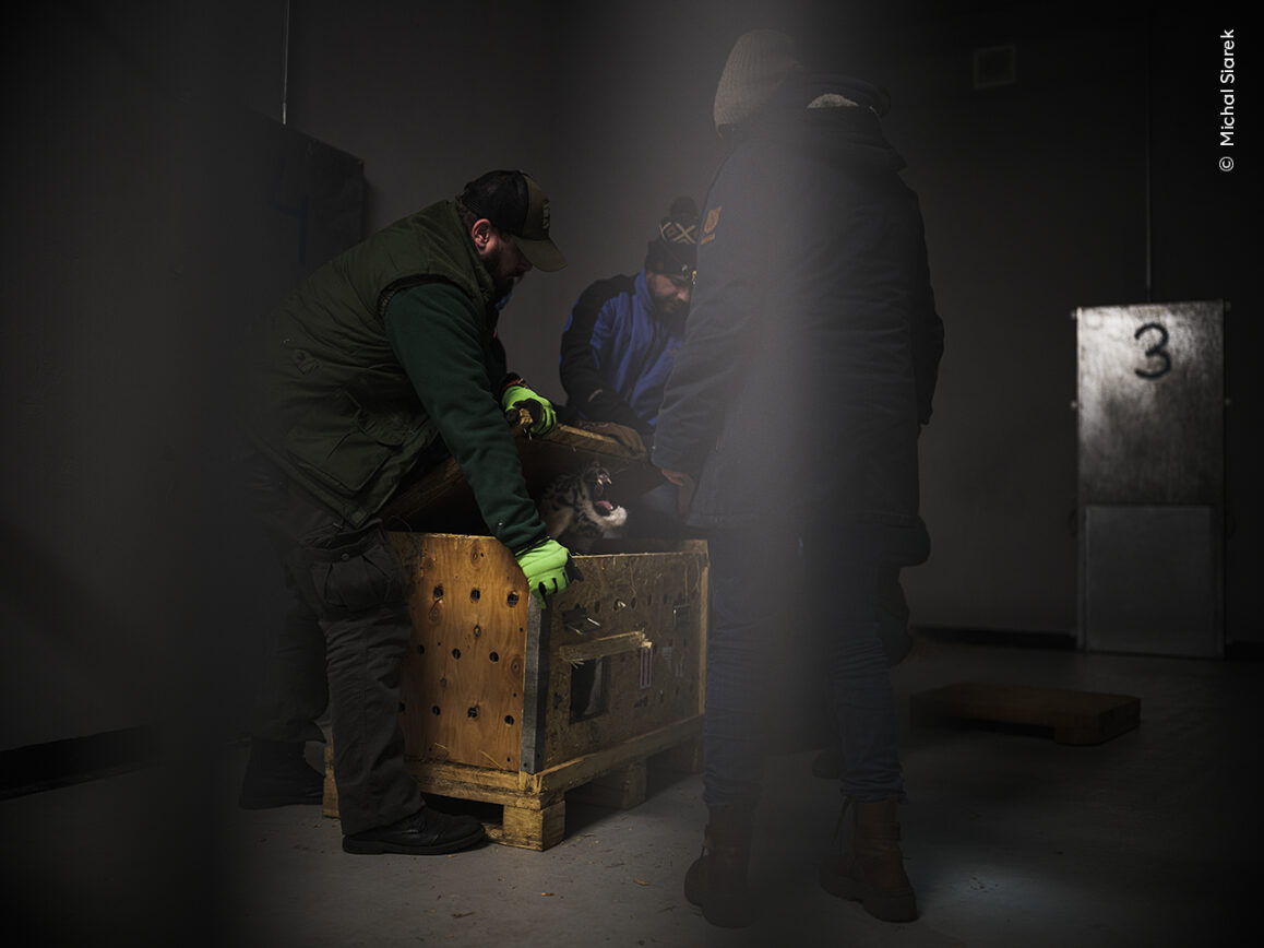 Michal Siarek records the moment a team from Poznan Zoo opens a crate to check on an evacuated tiger cub. Michal documented efforts to evacuate animals including wild animals in private ownership such as tigers, from across war-torn Ukraine. 