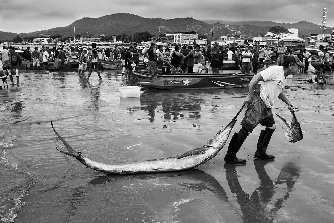 Jef Pattyn watches as an artisan fisher drags a sailfish across the beach. 