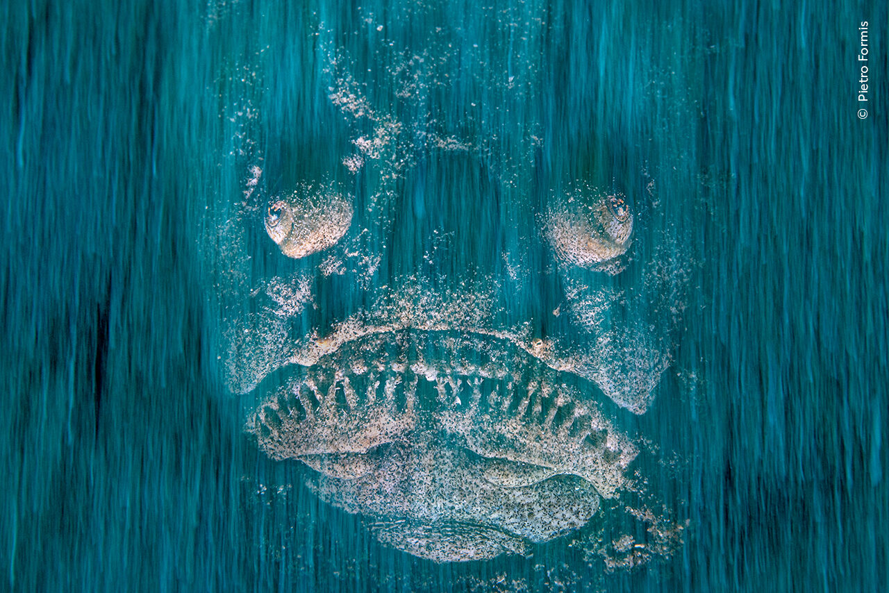 Pietro Formis discovers a Mediterranean stargazer peering through the sandy floor in coastal waters. 