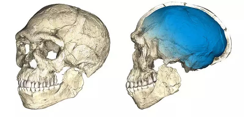 Two views of a composite reconstruction of the earliest known Homo sapiens fossil skull