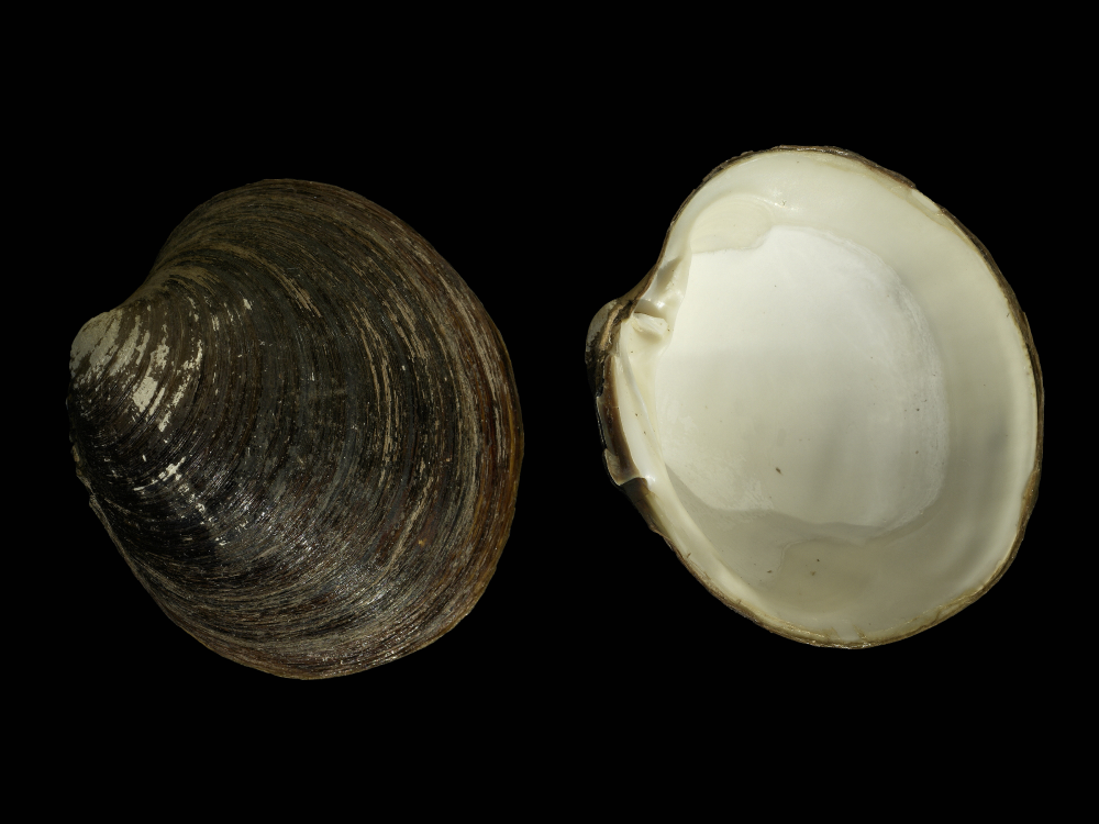 quahog clam