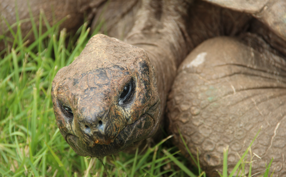 oldest land animal