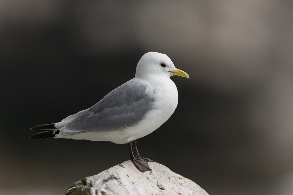 The Black-legged Kittiwake in all its black-legged beauty.