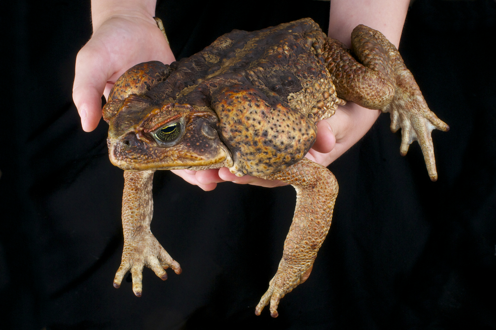 One of the most famous, or infamous species is the cane toad.