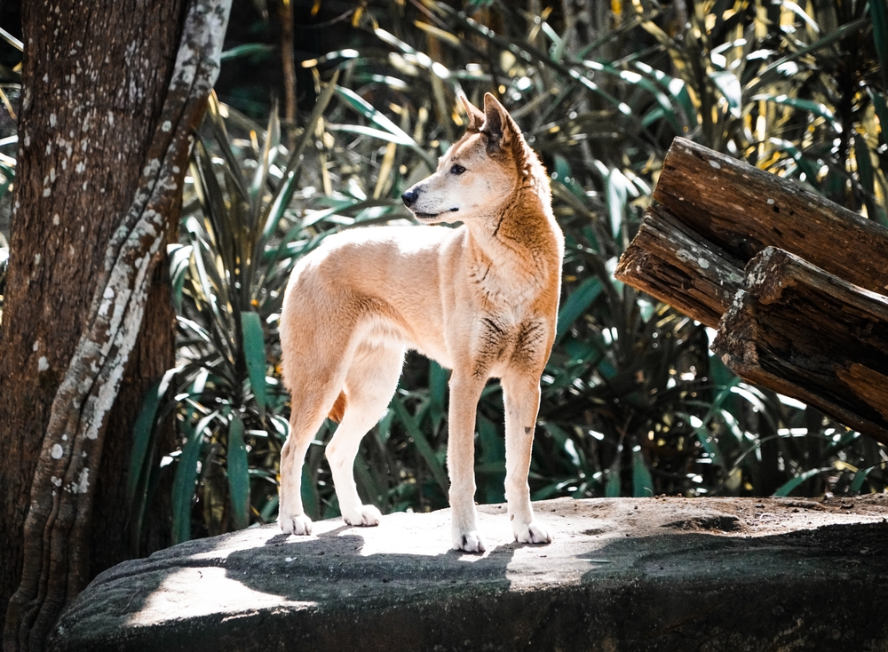 Dingo