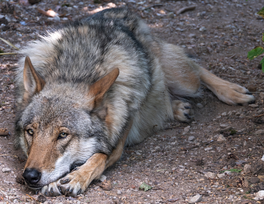 Wolf lying on the ground