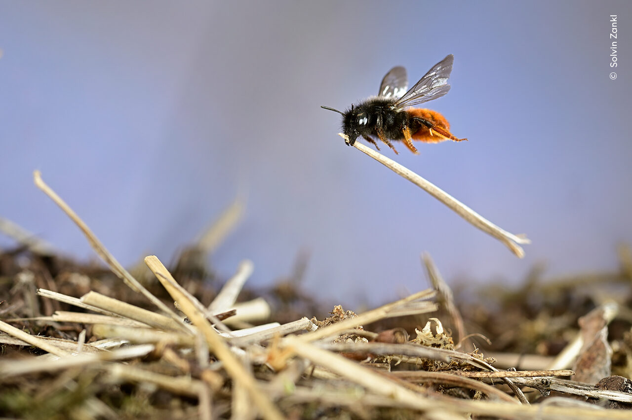 Solvin Zankl carefully watches a two-coloured mason bee build the roof of its nest.