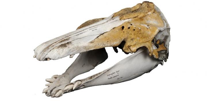 Skull of a Narluga, a beluga-narwhal hybrid. 