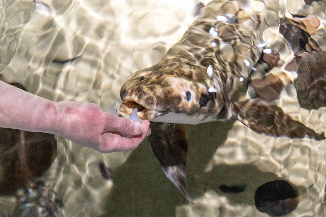 Image of Methuselah, an Australian Lungfish, being fed by hand.