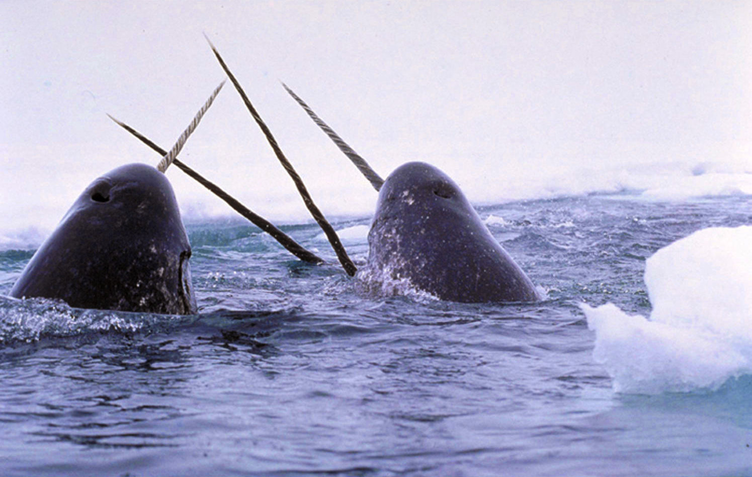 Narwhals breach the waters surface in the wild.