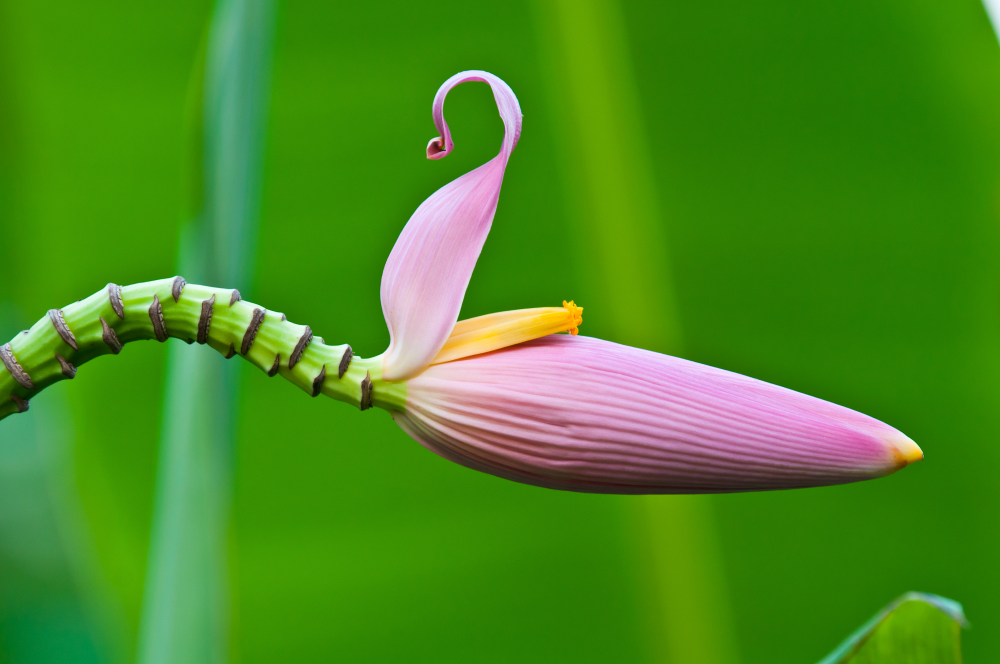 banana flower seeds