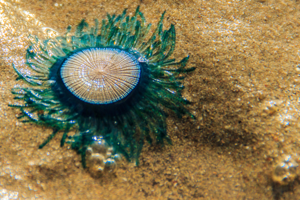 blue button on the sand