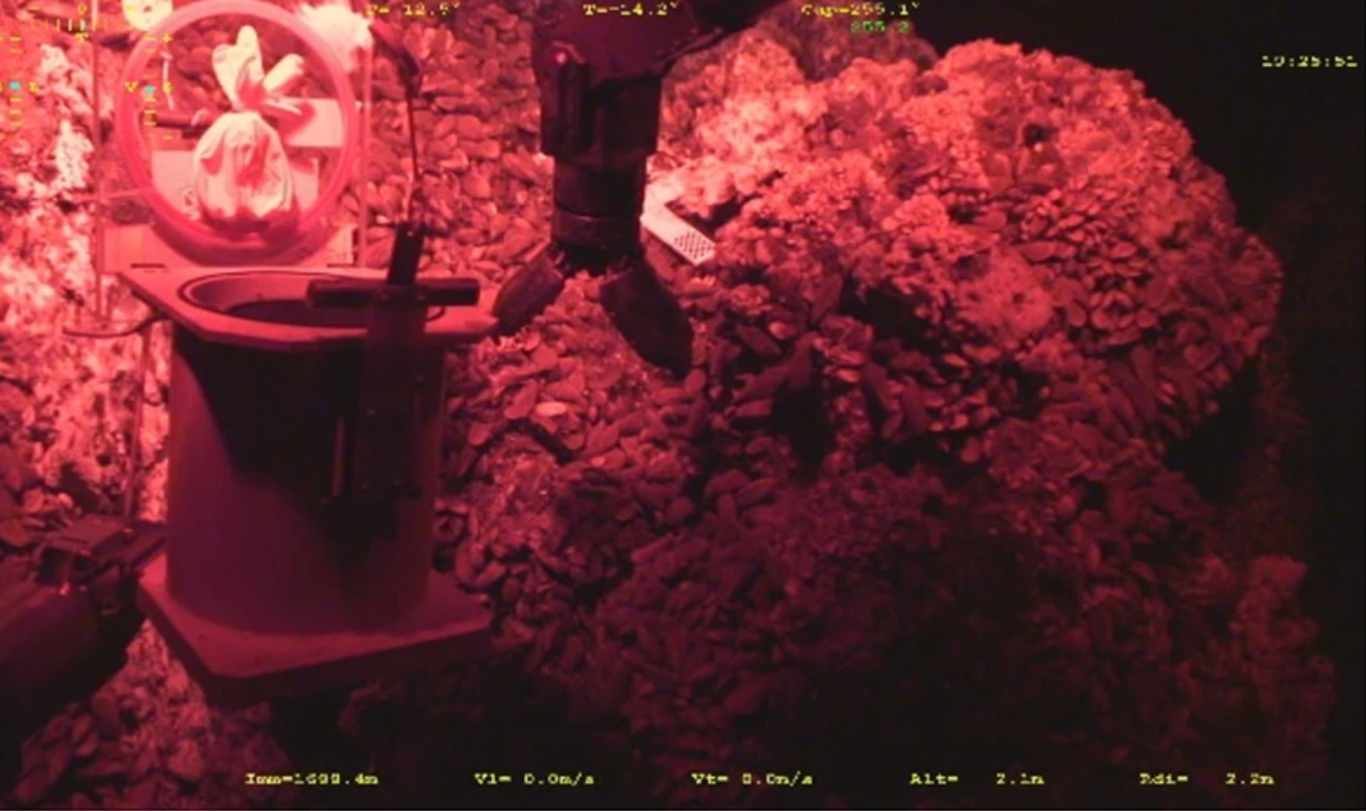 ROV sampling for the study the biological rhythms of hydrothermal mussels under realistic conditions, under red light