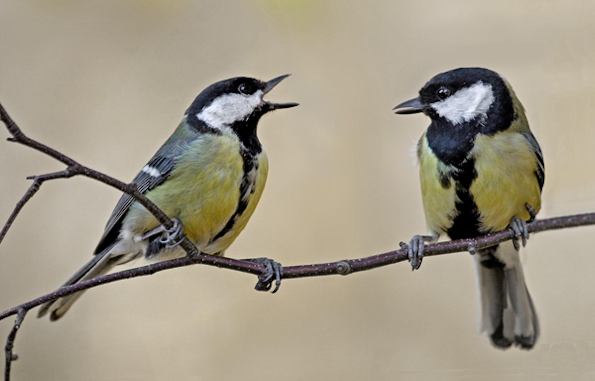 Photograph of two blue tits