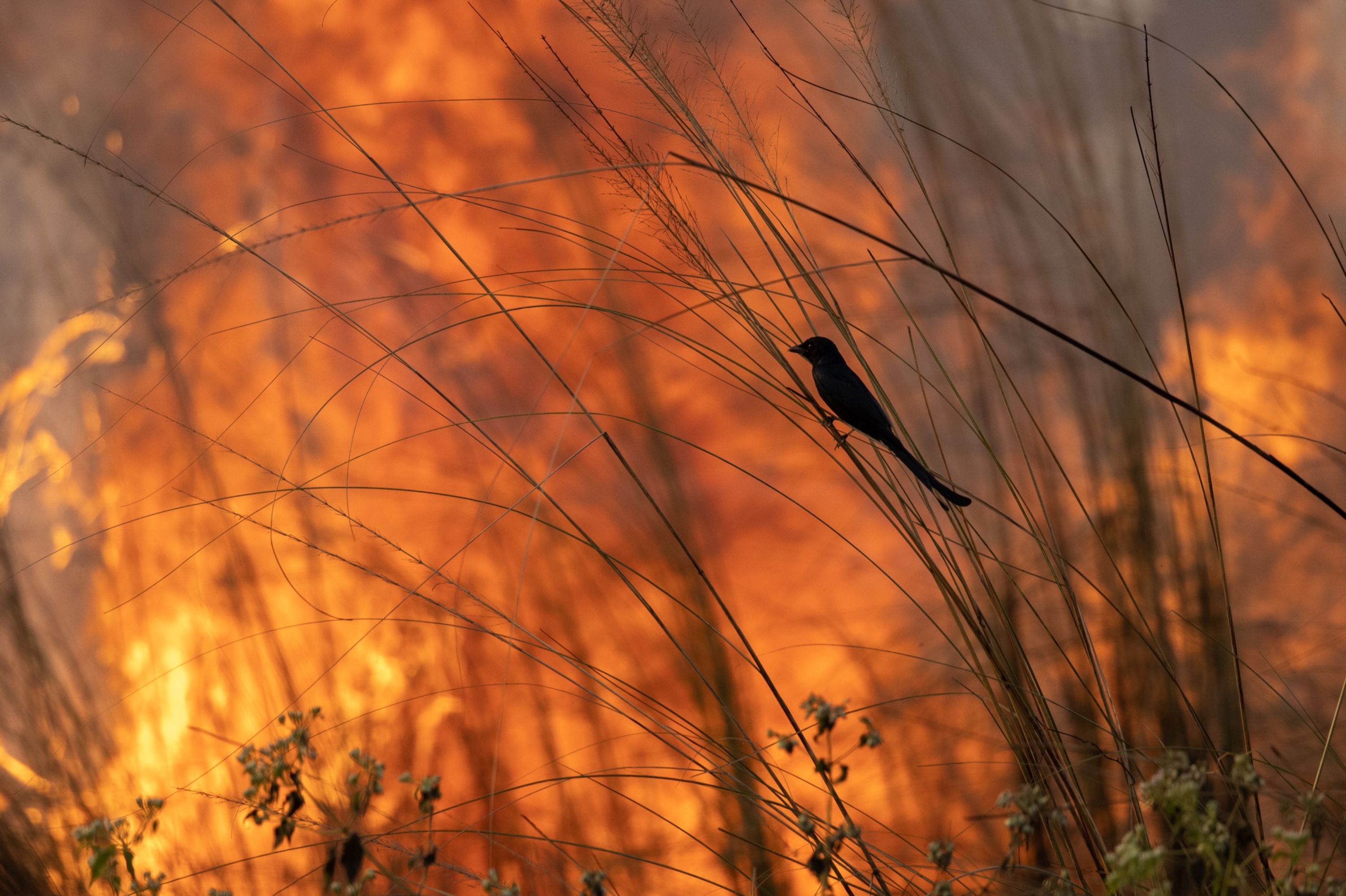 bird sitting on stem of plant in foreground with fire in background