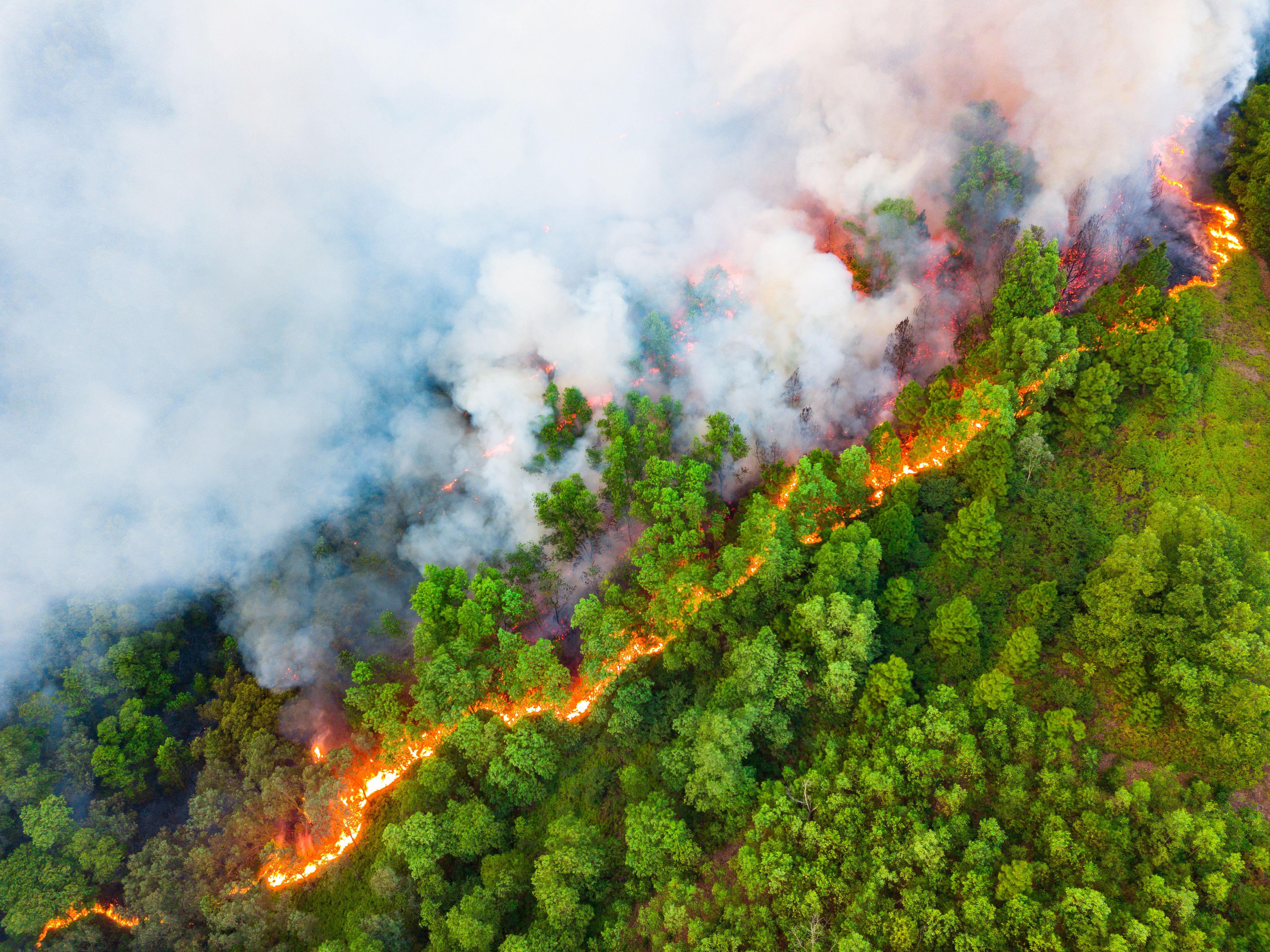 aerial view of forest fire boundary