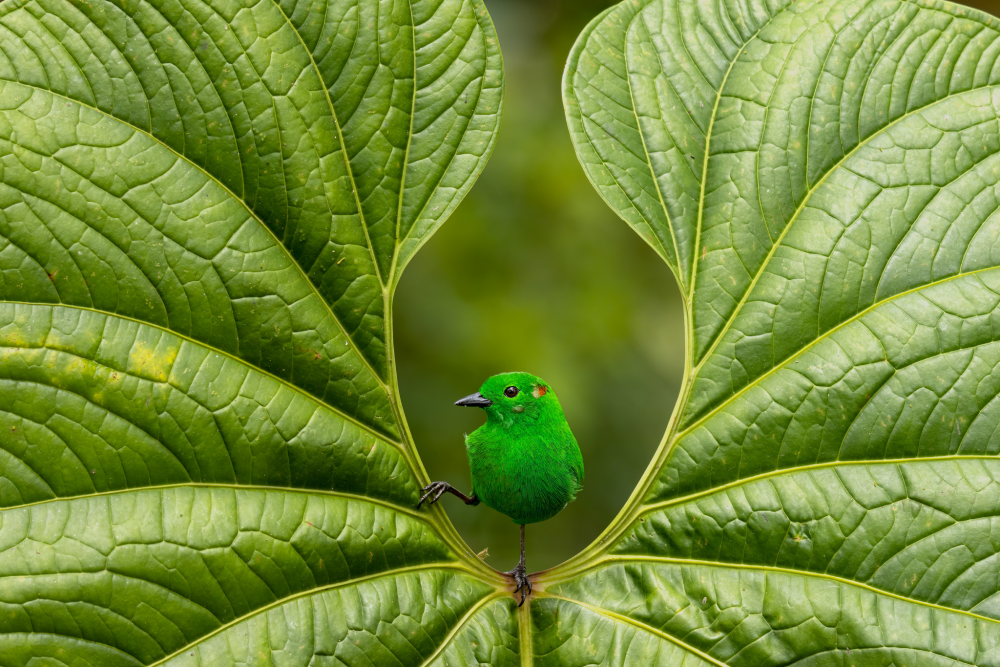 glistening green