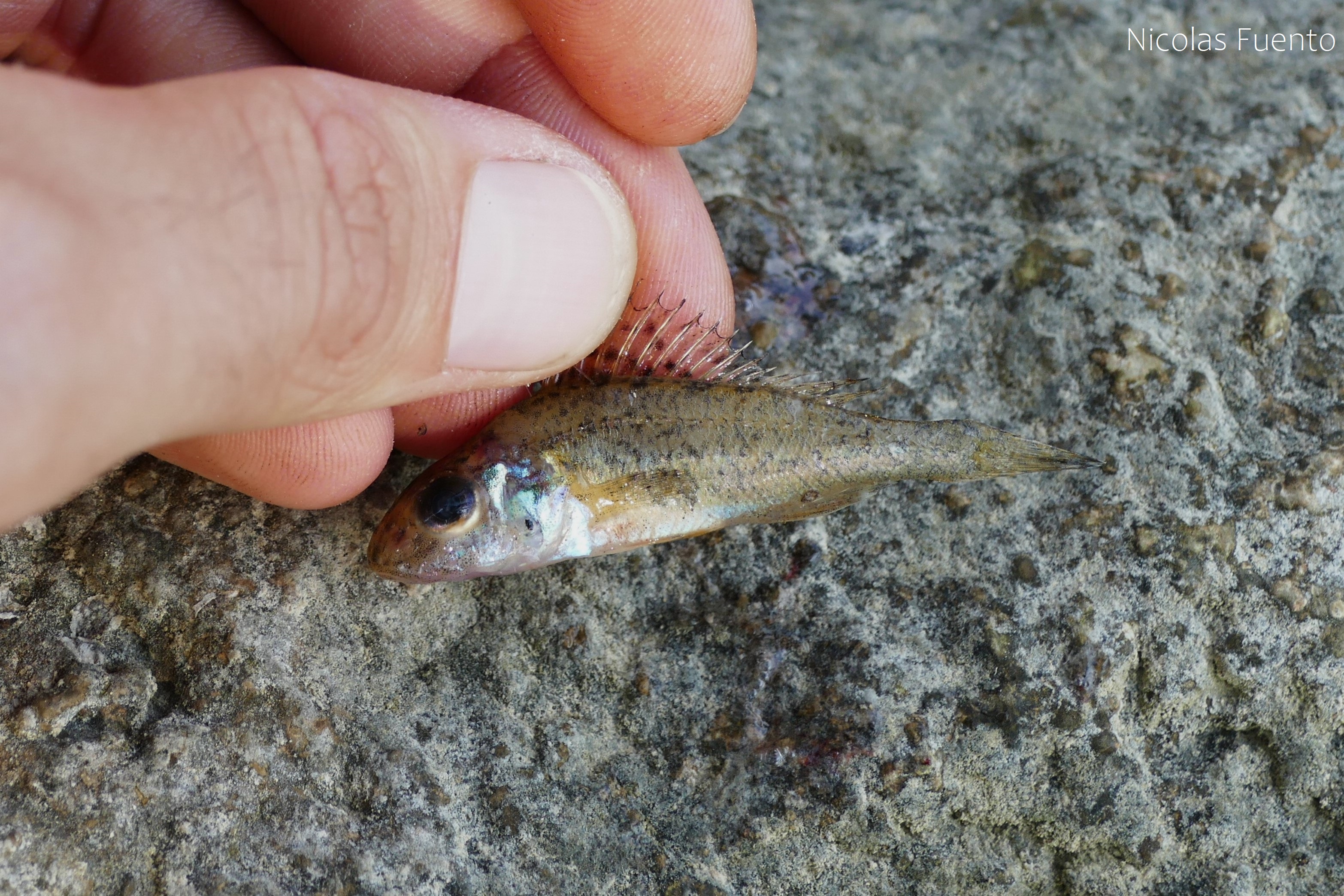 The fish after removal from the snake's mouth. Dorsal spines visible and held by fingers. Grey rock background.