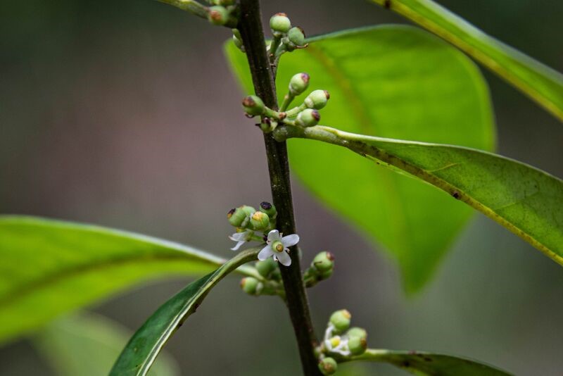 small white flowers on a thin stem with large green leaves