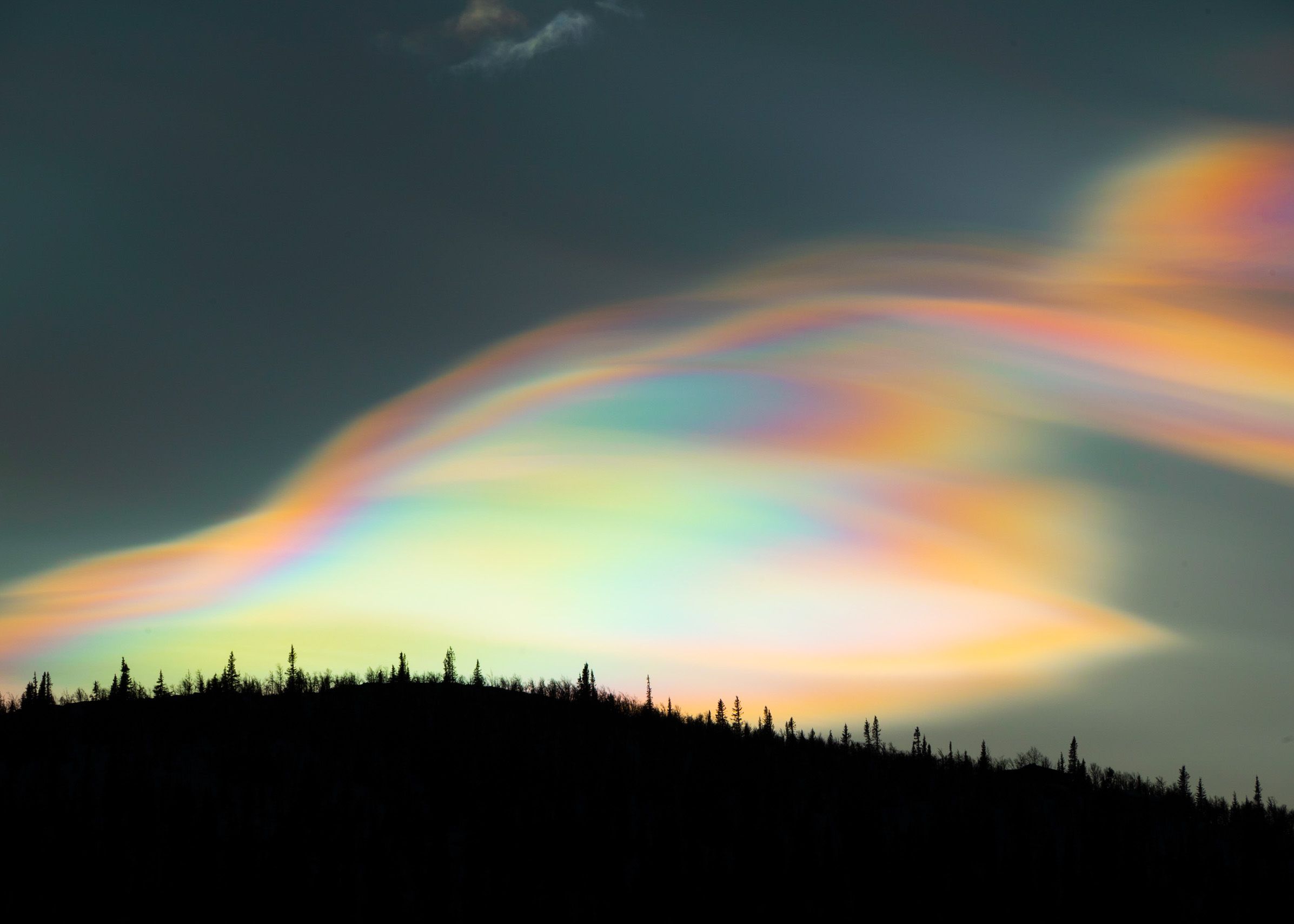 multicolored stratospheric cloud over silhouetted pine trees